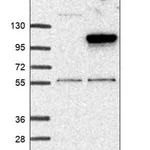Merck Anti-LRGUK antibody produced in rabbit
