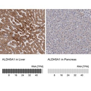 Merck Anti-ALDH5A1 antibody produced in rabbit