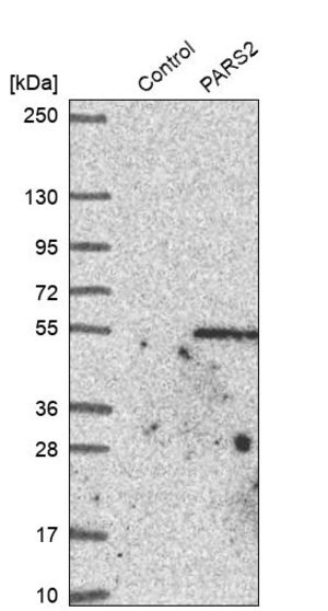 Merck Anti-PARS2 antibody produced in rabbit