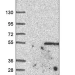 Merck Anti-PARS2 antibody produced in rabbit