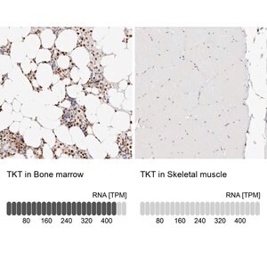 Merck Anti-TKT antibody produced in rabbit