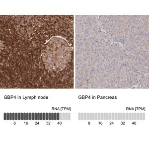 Merck Anti-GBP4 antibody produced in rabbit