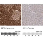 Merck Anti-GBP4 antibody produced in rabbit