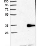 Merck Anti-MRPL24 antibody produced in rabbit