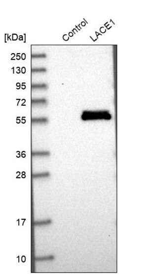 Merck Anti-LACE1 antibody produced in rabbit