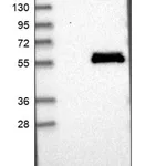 Merck Anti-LACE1 antibody produced in rabbit