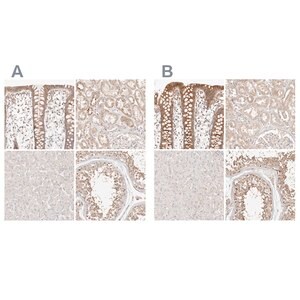Merck Anti-KCMF1 antibody produced in rabbit