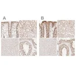 Merck Anti-KCMF1 antibody produced in rabbit