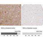 Merck Anti-GDA antibody produced in rabbit