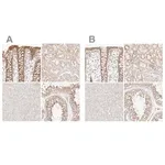 Merck Anti-KCMF1 antibody produced in rabbit