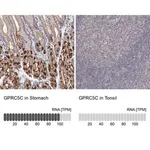 Merck Anti-GPRC5C antibody produced in rabbit