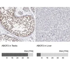 Merck Anti-ABCF2 antibody produced in rabbit