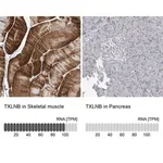Merck Anti-TXLNB antibody produced in rabbit