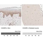 Merck Anti-CXADR antibody produced in rabbit