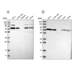 Merck Anti-XPNPEP1 antibody produced in rabbit