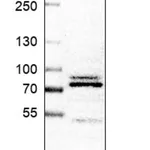 Merck Anti-XPNPEP1 antibody produced in rabbit