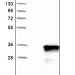 Merck Anti-FAM167A antibody produced in rabbit