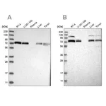 Merck Anti-XPNPEP1 antibody produced in rabbit