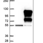 Merck Anti-DZIP1L antibody produced in rabbit