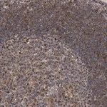 Merck Anti-TNFRSF13B antibody produced in rabbit