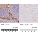 Merck Anti-RPTN antibody produced in rabbit