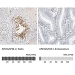 Merck Anti-ARHGAP28 antibody produced in rabbit