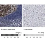Merck Anti-PCNA antibody produced in rabbit