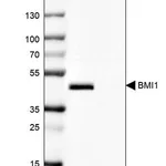 Merck Anti-BMI1 antibody produced in rabbit