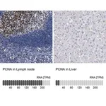 Merck Anti-PCNA antibody produced in rabbit