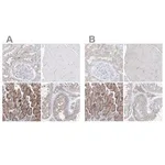 Merck Anti-UFL1 antibody produced in rabbit