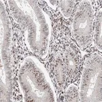 Merck Anti-KLF7 antibody produced in rabbit