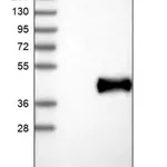 Merck Anti-IL22RA2 antibody produced in rabbit