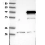 Merck Anti-MAGEE2 antibody produced in rabbit