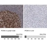 Merck Anti-PCNA antibody produced in rabbit