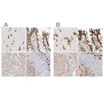 Merck Anti-LRRC59 antibody produced in rabbit