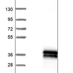 Merck Anti-TMEM61 antibody produced in rabbit