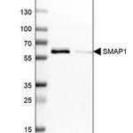 Merck Anti-SMAP1 antibody produced in rabbit