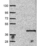 Merck Anti-STX19 antibody produced in rabbit
