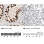 Merck Anti-SAMD15 antibody produced in rabbit