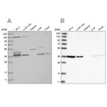 Merck Anti-VTA1 antibody produced in rabbit