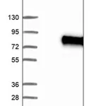 Merck Anti-N4BP3 antibody produced in rabbit