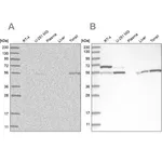 Merck Anti-PPM1F antibody produced in rabbit