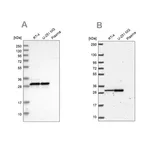 Merck Anti-MRPL28 antibody produced in rabbit