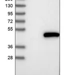 Merck Anti-POLR1C antibody produced in rabbit