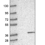 Merck Anti-TSNAX antibody produced in rabbit
