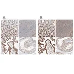 Merck Anti-BYSL antibody produced in rabbit