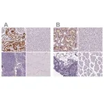 Merck Anti-ATP6V1D antibody produced in rabbit