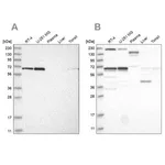 Merck Anti-PPIL4 antibody produced in rabbit