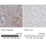 Merck Anti-CTRL antibody produced in rabbit