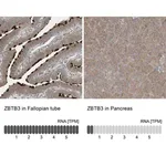 Merck Anti-ZBTB3 antibody produced in rabbit